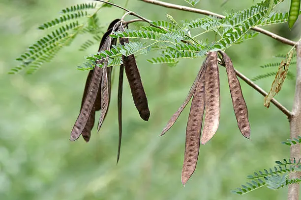 How Acacia Fiber Supports Healthy Weight Loss Naturally