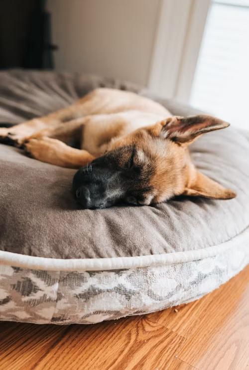 dog-sleeping.jpg