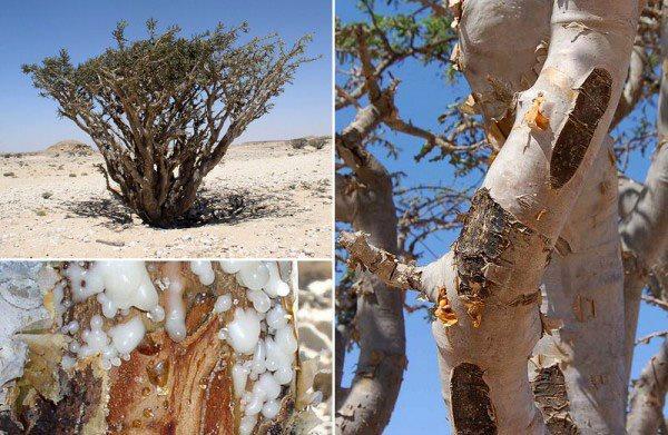 Frankincense: The Ancient Resin with Timeless Skincare Benefits
