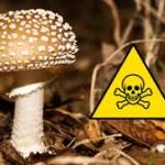 Mushrooms: Nature’s Mysterious Organisms