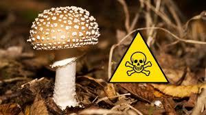 Mushrooms: Nature’s Mysterious Organisms