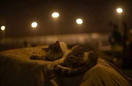 kitty-sleeping-1.jpg