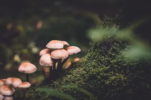 mushrooms.jpg