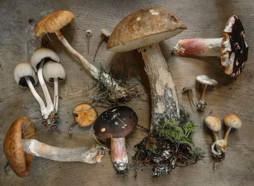 types-of-mushrooms-1.jpg